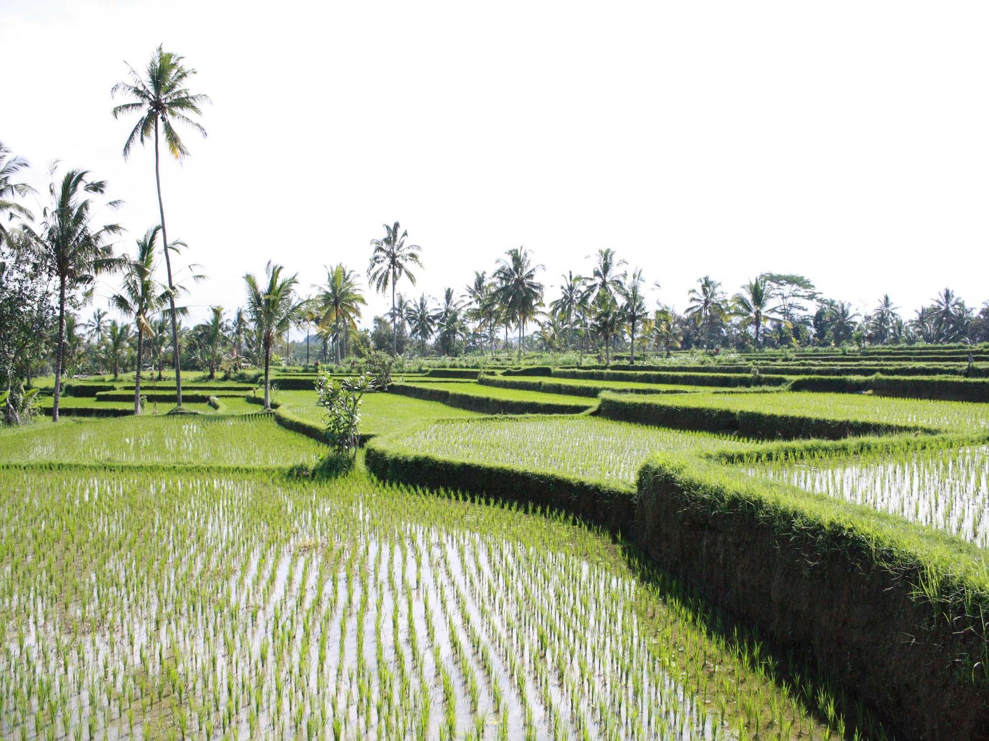 Hati Padi Cottages Ubud Exterior foto